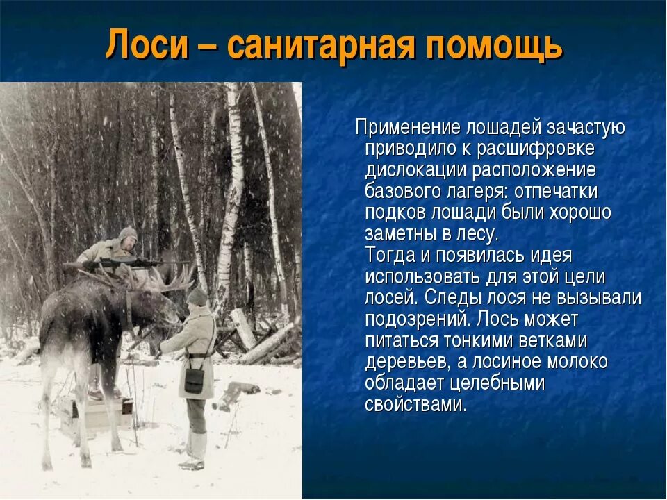 Помощь лосям. Подвиги животных в ВОВ. Животные герои Великой Отечественной войны 1941-1945. Животные в Великой Отечественной войне презентация. Как животные помогали во время войны.