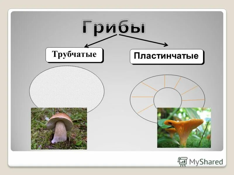 Различие пластинчатых и трубчатых грибов