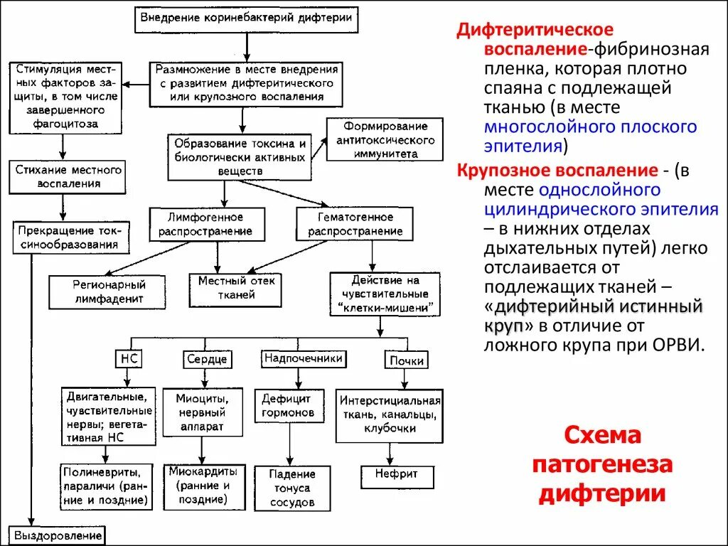 Классификация дифтерии по анатомической локализации схема. Схема медикаментозного лечения при дифтерии. Патогенез дифтерии схема. Механизм развития дифтерии.