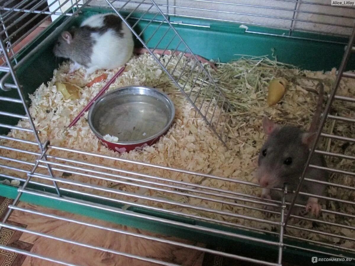 Домашние крысы плюсы. Стоит заводить крысу. Декоративные крысы плюсы и минусы. Декоративные крысы. Еда для крыс домашних.