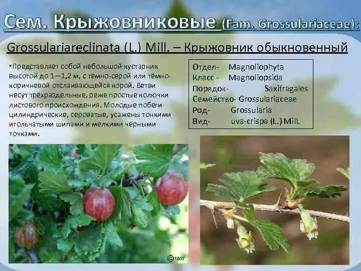 Крыжовник краткое содержание по главам. Крыжовниковые Grossulariaceae. Крыжовниковые Grossulariaceae представители. Крыжовник характеристика кустарник.