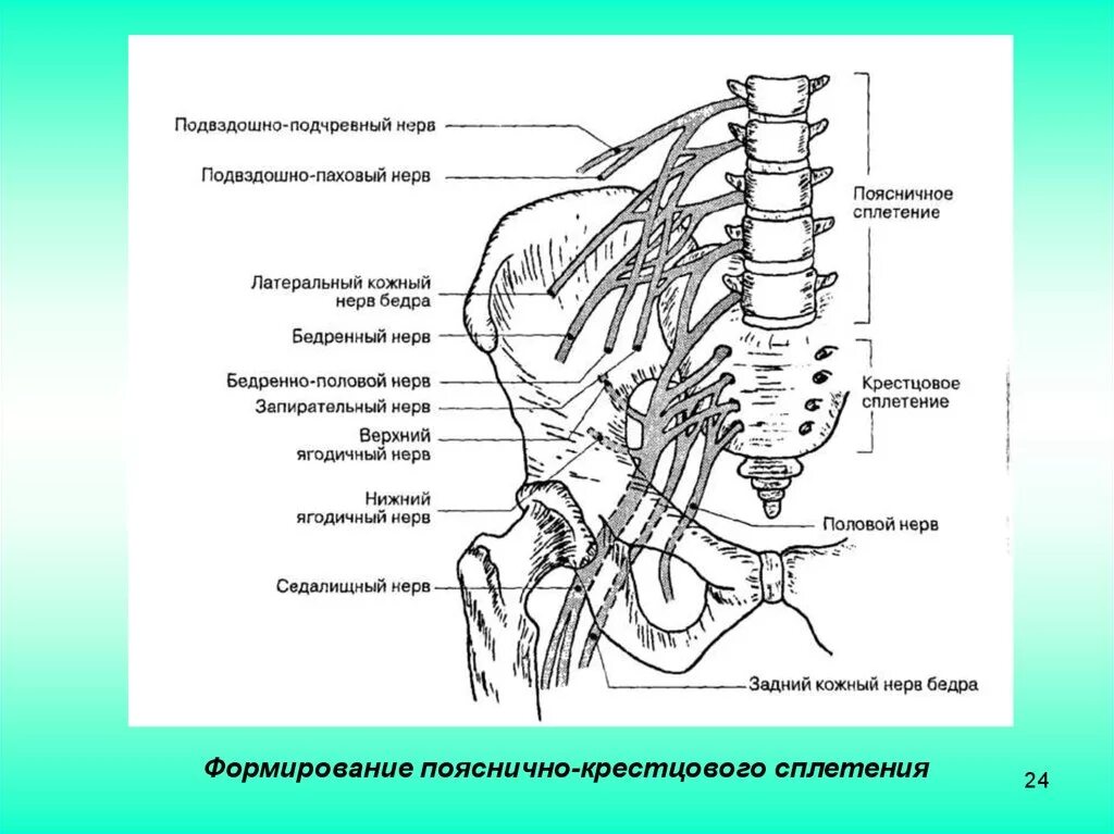 Половой нерв симптомы у женщин. Пояснично-крестцовое сплетение схема с обозначениями. Схема нервов пояснично крестцового отдела. Ветви крестцового сплетения схема. Половая ветвь бедренно полового нерва.