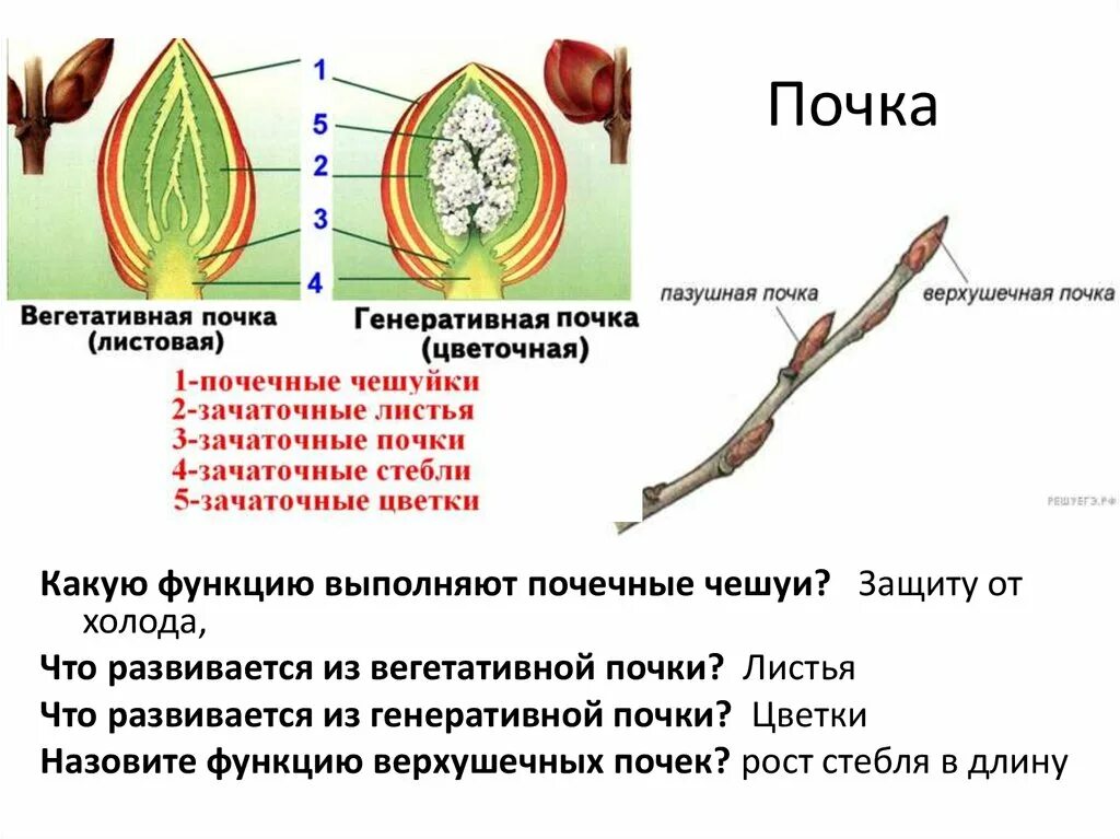 Какую функцию выполняет генеративная почка у растений