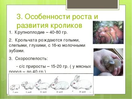 Сколько дней рожает крольчиха