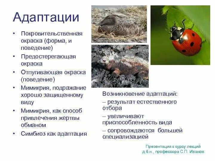 Адаптации организмов к условиям обитания - презентация онлайн