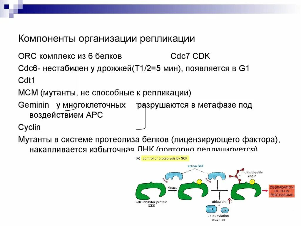 6 белков