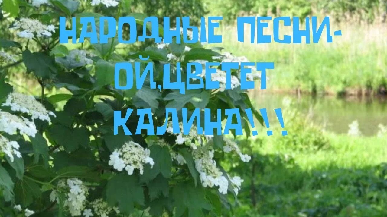 Ой цветет Калина. Ой цветёт Калина в поле у ручья. Ой Калина Ой Калина. Песня Ой цветет Калина в поле у ручья.