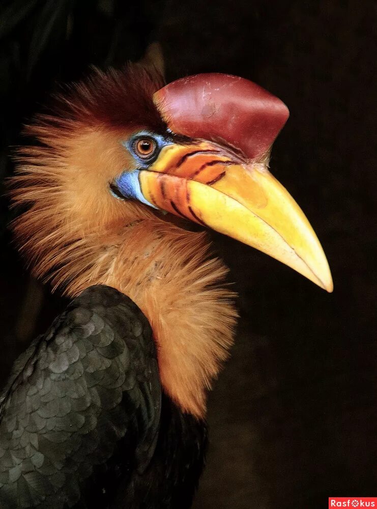 птица носорог 4 букв сканворд. птица носорог индонезии. малайский гомрай. птица носорог. птица носорог на озере виктория.