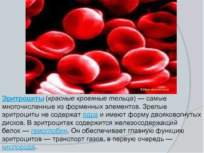 Зрелый эритроцит человека ядро. Самые многочисленные клетки крови это эритроциты они содержат белок. форменные элементы крови гемоглобин. красные кровяные тельца. эритроциты состоят.
