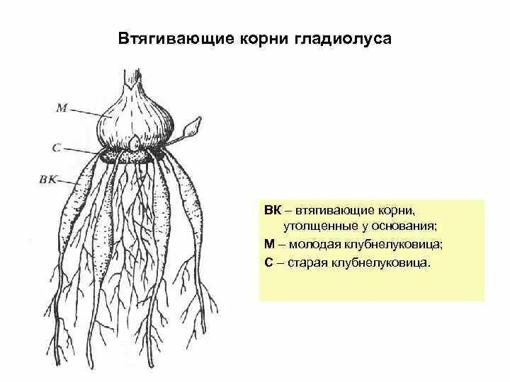 Какой тип корневой системы сформируется если луковицу. Гладиолус строение корня. Корневая система луковицы. Корневая система луковичных и клубнелуковичных. Корневая система у гладиолусов.