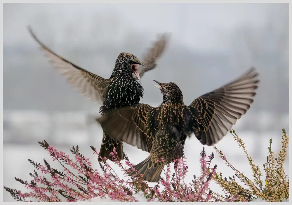 Этих двух птиц не встретишь в природе. Птицы весной. Птицы радуются весне.