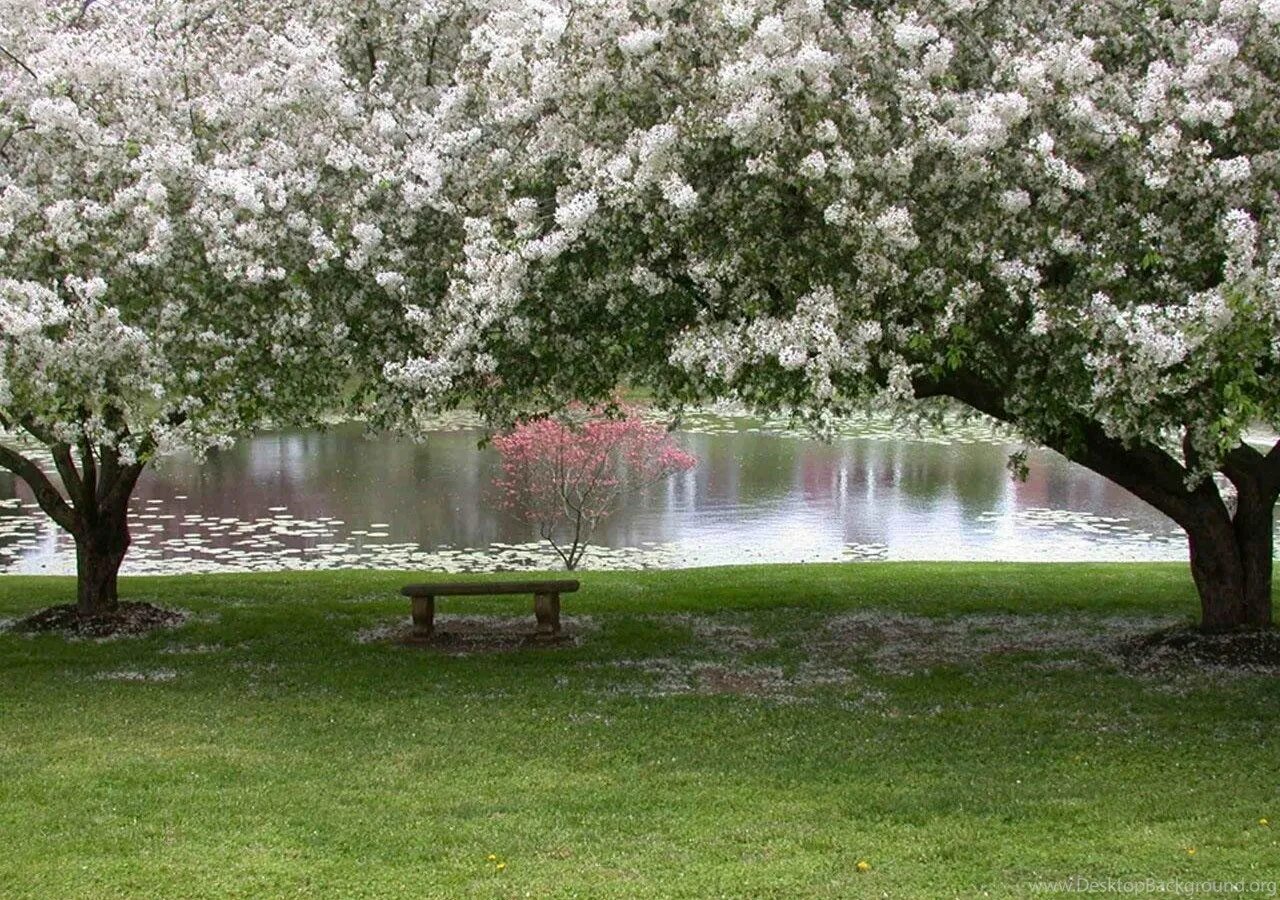 Spring main. Яблоневый сад. Майский Цветущий Яблоневый сад. Яблоневый сад Тимирязевская. Вишневый сад в Коломенском.