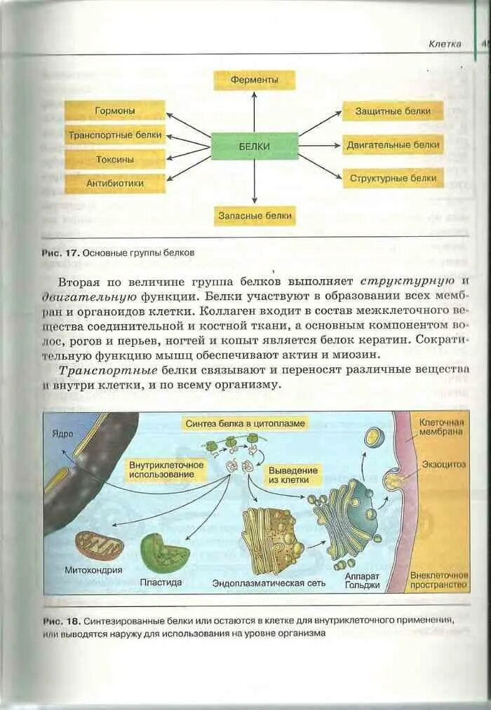 Биология 10 класс читать сивоглазов. Книга 10 по биологии Сивоглазов. Учебники биологии 10 11 Сивоглазов. Книга по биологии 10-11 класс Сивоглазов. Книга биология 10 класс Сивоглазов.