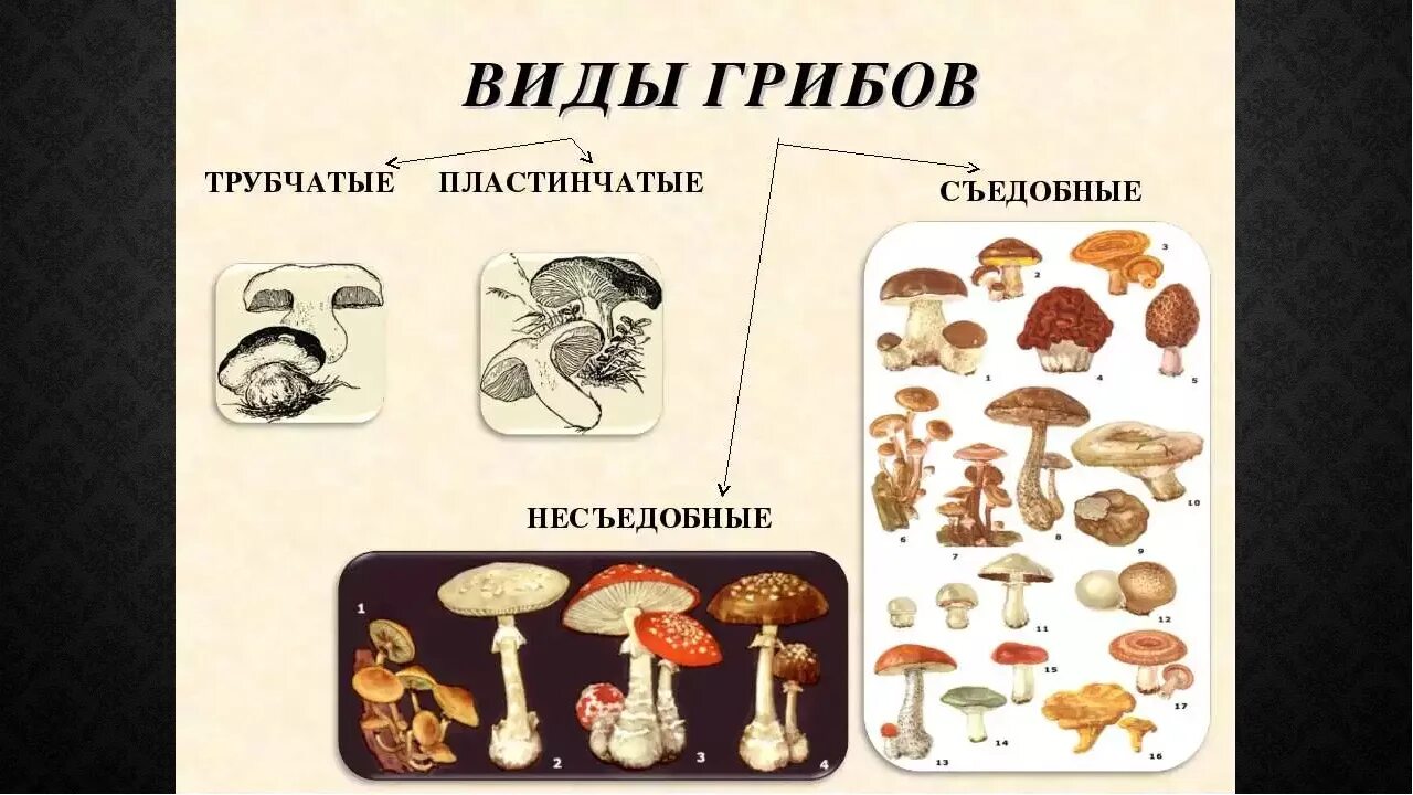 Как определить пластинчатые и трубчатые грибы. Трубчатые пластинчатые грибы съедобные несъедобные грибы. Пластинчатые грибы ядовитые несъедобные. Несъедобные грибы пластинчатые и трубчатые.