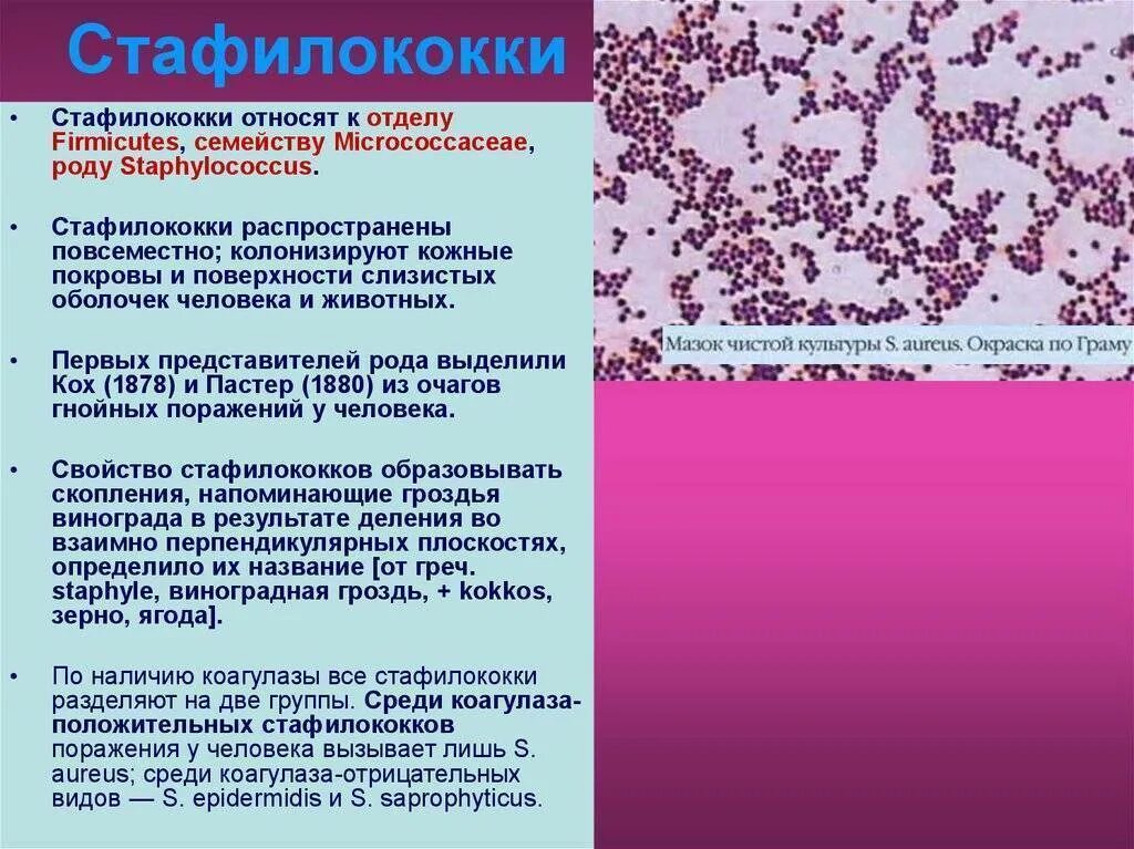 Стафилококк является. Стафилококковая инфекция. стафилококк заболевания. стафилококки инфекционное заболевание. стафилококки являются причиной.