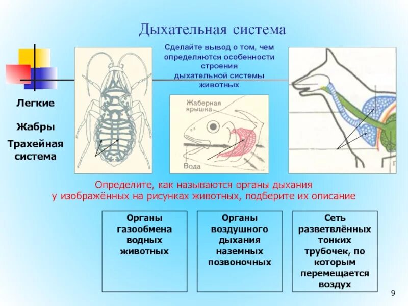 Система органов дыхания животных. Функции системы органов дыхания животных. Органы дыхания наземных животных. Органы дыхания и газообмен у животных.