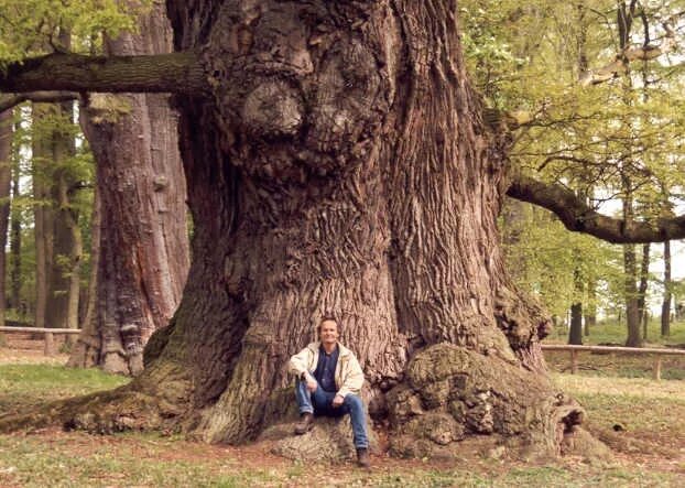 исполинский могучий. ясень великан брянск. дуб майор в шервудском лесу. Oak moka дерево. исполинский могучий.