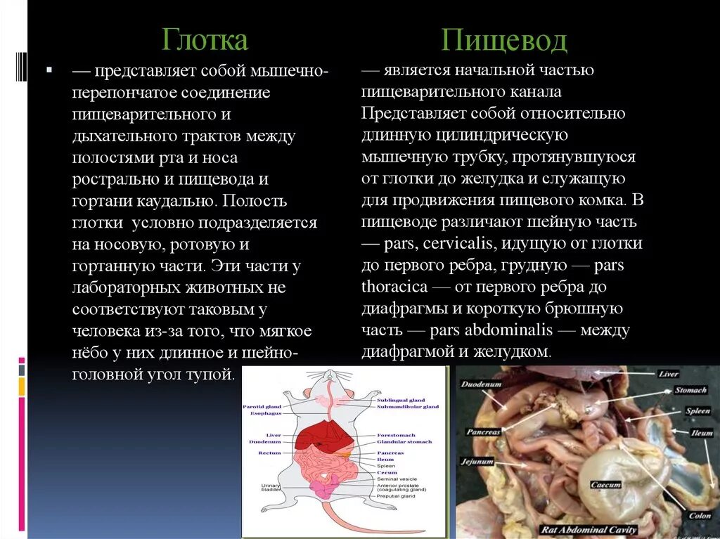 Глотка пищевод функции. Глотка и пищевод анатомия. Функции глотки и пищевода. Строение глотки и пищевода кратко.