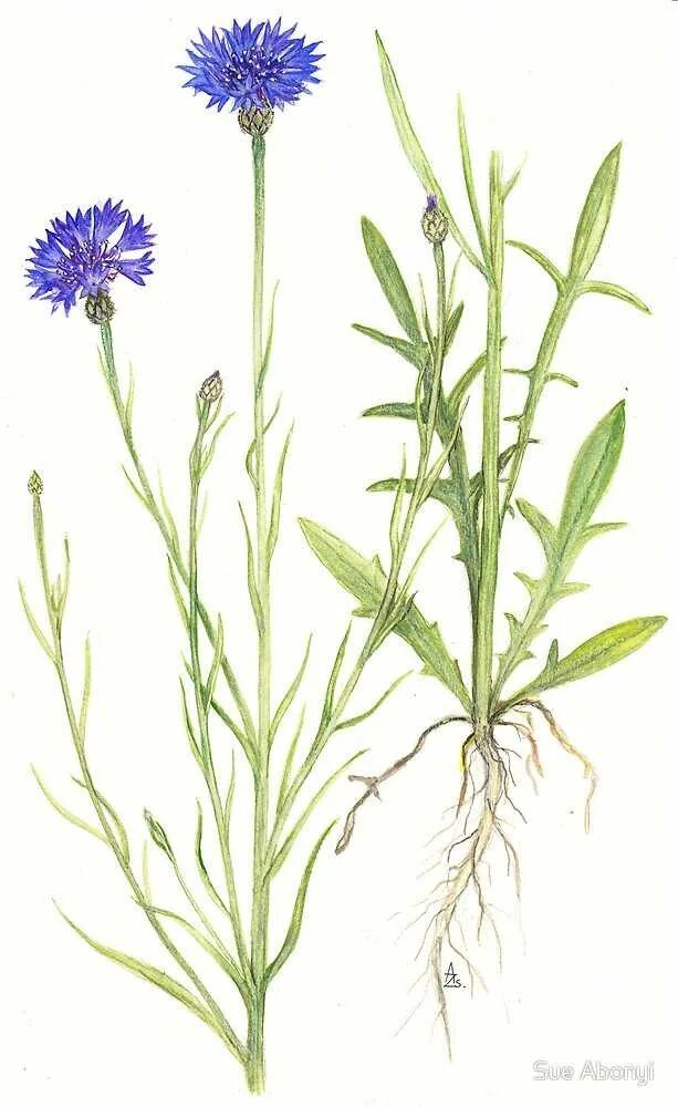 Василек полевой Centaurea cyanus. Василек Луговой гербарий. Василек Луговой строение. Василёк Луговой лекарственное растение.