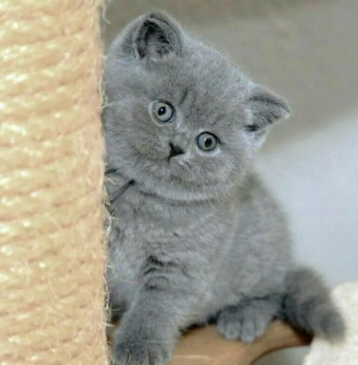 Британские котята голубого окраса. Котята голубого окраса. Котята голубого окраса. Котенок британец голубого окраса. Британец серенький котенок.