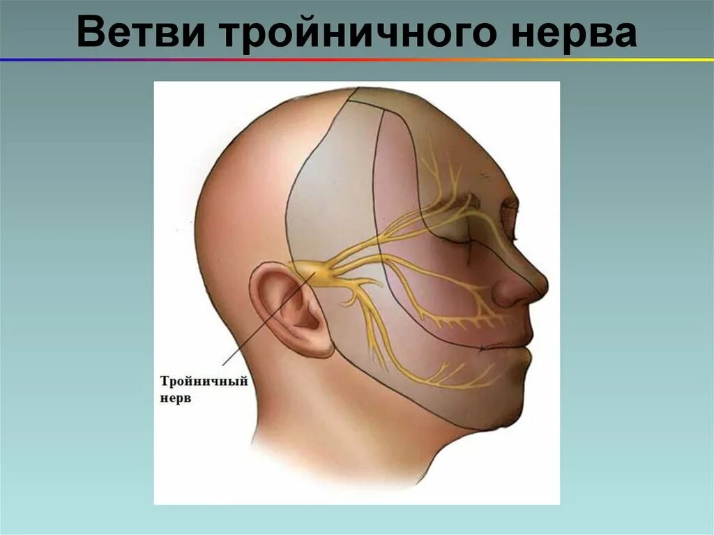 Ветви тройничного нервы. Ветви тройничного нерва. 2 Ветвь тройничного нерва. Ветви 2 ветви тройничного нерва.