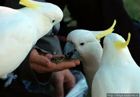 Найдите ошибку белый какаду