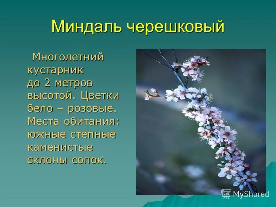 Растения и животные красной книги республики бурятия. Миндаль черешковый красная книга бурятии. миндаль черешковый красная книга. растения красной книги бурятии. красная книга республики бурятия растения.