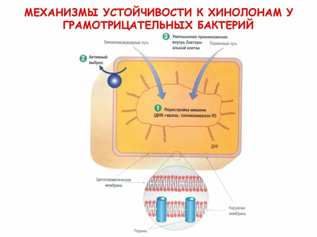 Бактерии устойчивые к антибиотикам. Механизмы устойчивости к антибиотикам. Механизмы резистентности микроорганизмов к антибиотикам. Механизм устойчивости грамотрицательных бактерий к антибиотикам. Механизм естественного устойчивость микроорганизмов к антибиотикам.