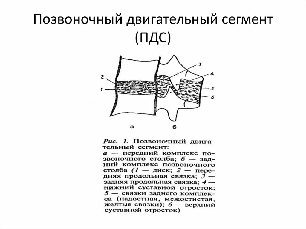 Двигательный сегмент. Двигательный сегмент позвоночника. анатомия позвоночно двигательного сегмента. позвоночно двигательный сегмент пдс это. позвонково-двигательный сегмент пдс это.
