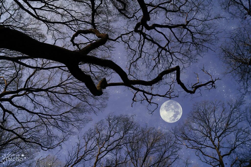 В круг дерева ночи. Луна в ветвях деревьев. Луна в ветках деревьев. Ветки ночью. Ветка дерева ночью.