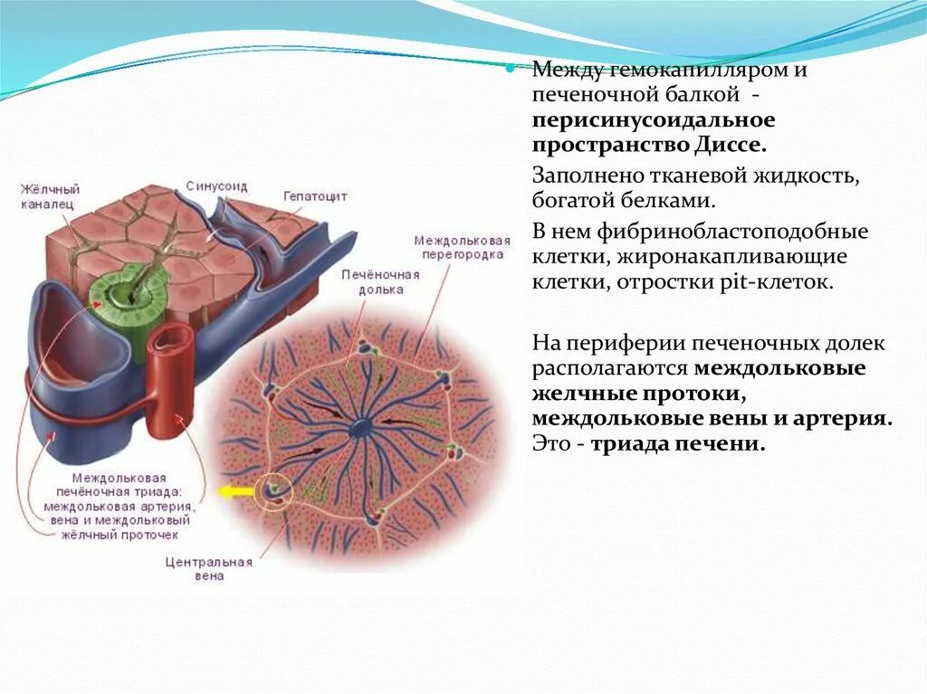 Печеночная долька строение балки. Пространство диссе в печени гистология. Локализация пространства диссе печени. Строение дольки печени анатомия.