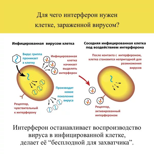 Выработка интерферонов. Противовирусный эффект интерферонов схема. Противовирусное действие интерферонов схема. Действие интерферона на вирус. Механизм действия интерферона на вирус.