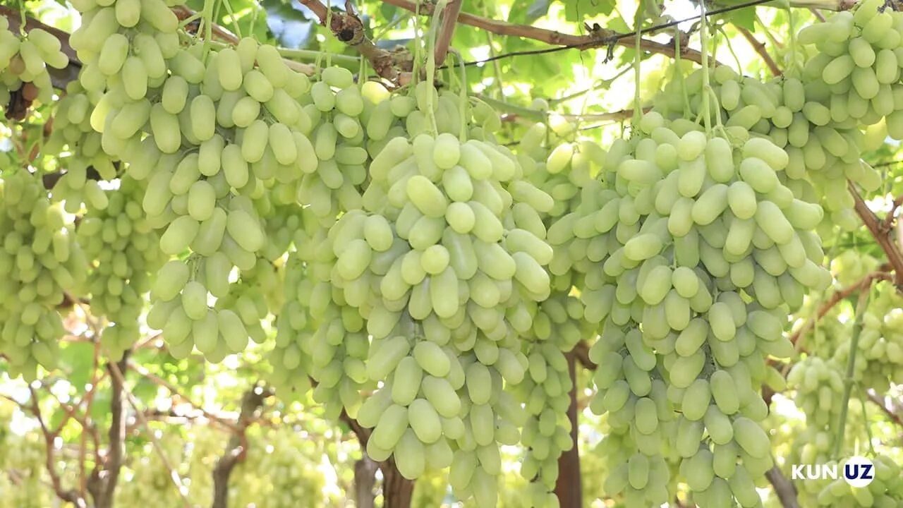 Узум с армянского. Ангури тойфи. Узум с армянского. Узум с армянского. Узум с армянского.