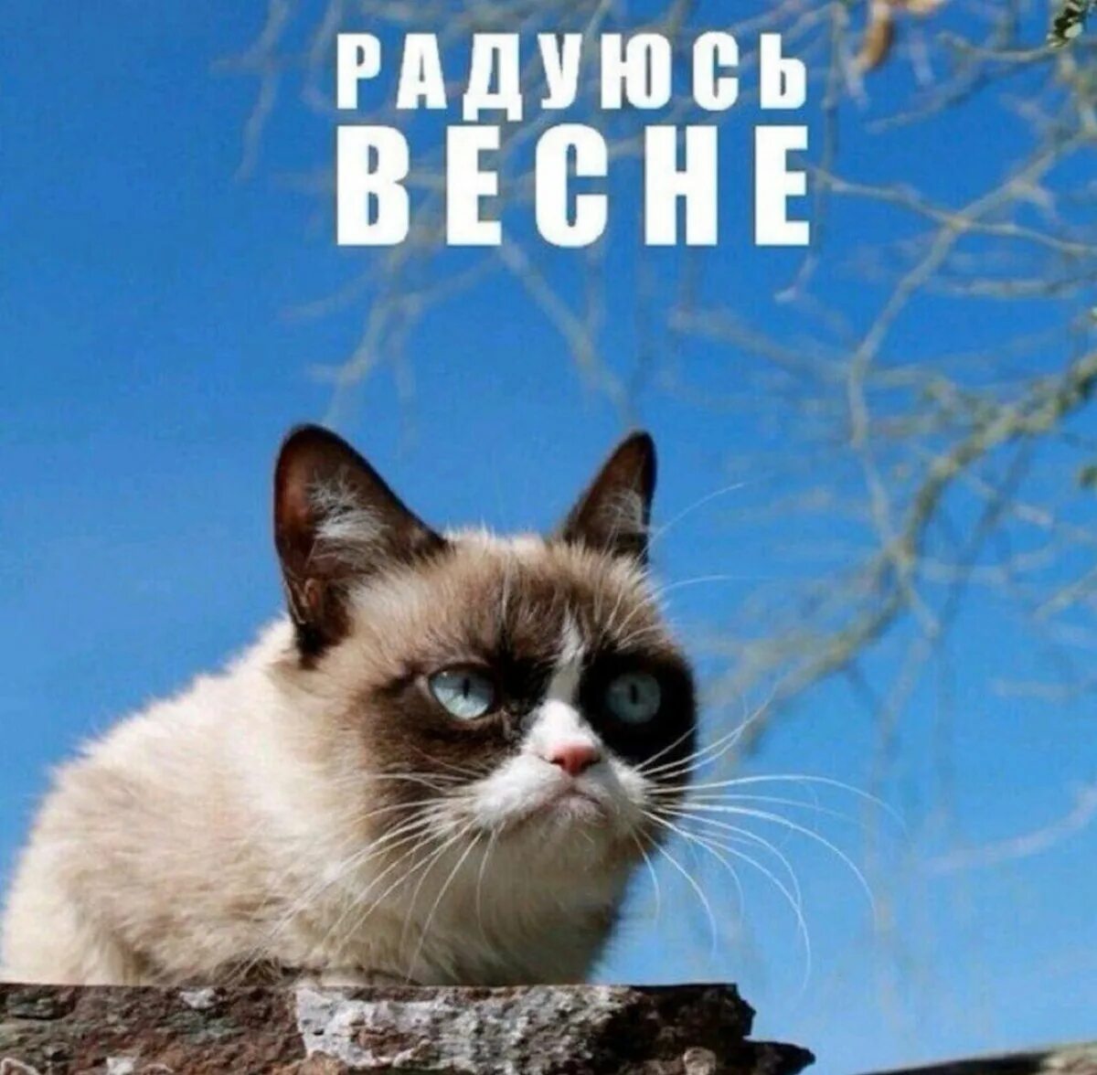 Угрюмый кот радуется. Прикольные открытки с надписями. Смешные цитаты про весну. Первый день весны прикол. Первый день весны прикол.