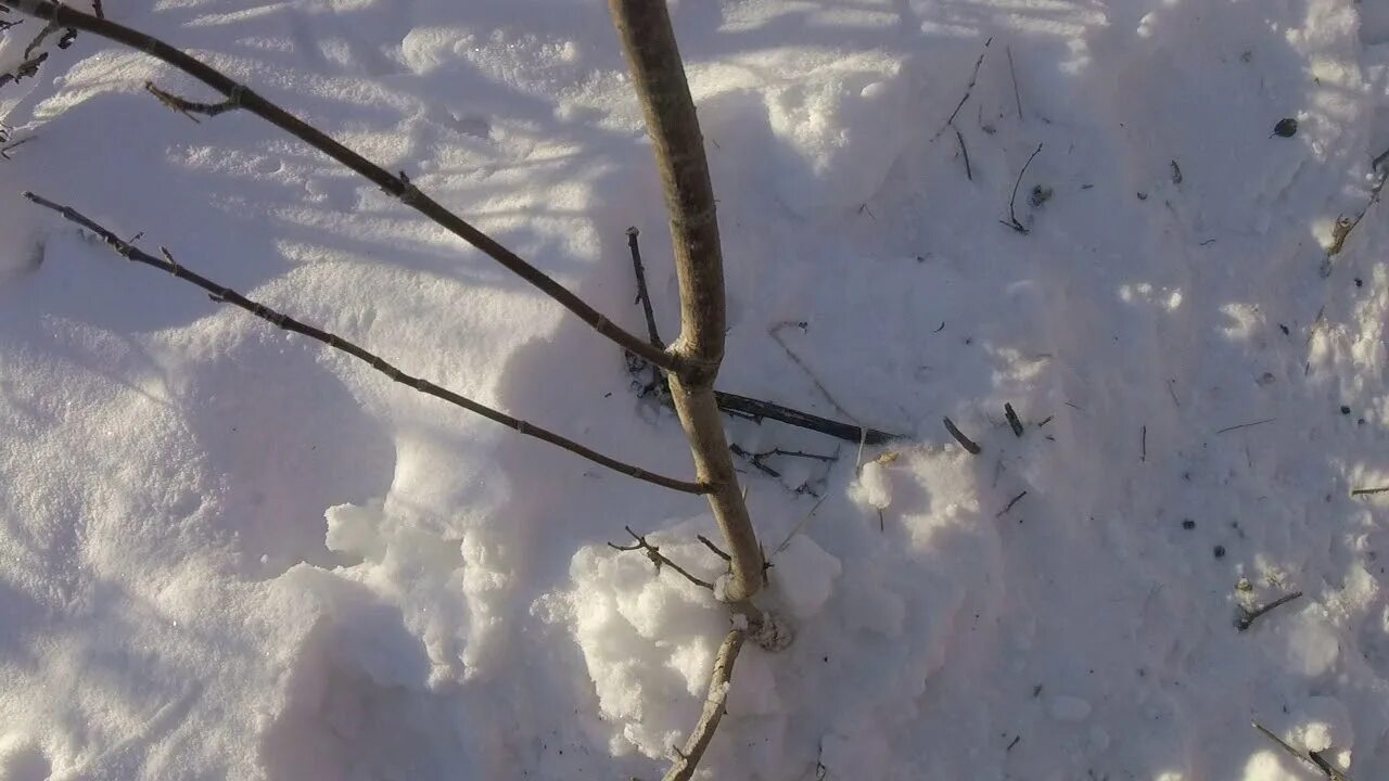 Как ставить петли на зайца зимой правильно. Петля на зайца. охота на зайца петлями зимой новинки 2018. петли на зайца из вязальной проволоки. петли на зайца зимой видео.