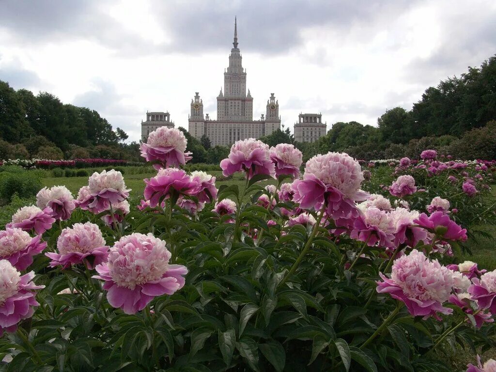 Цветков мгу