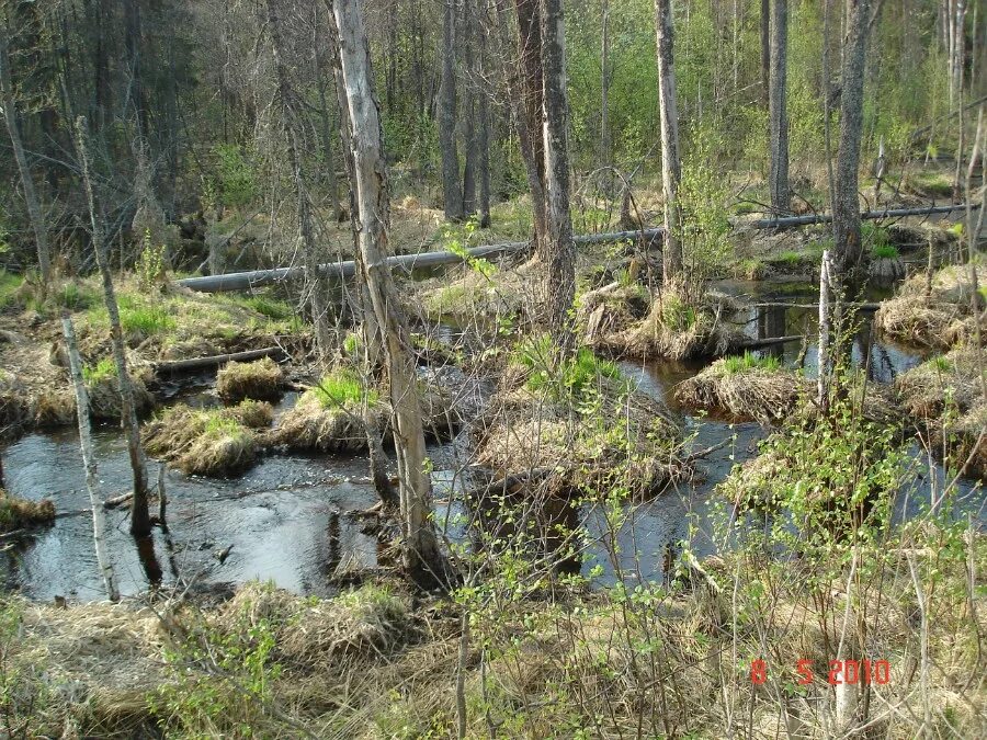тюгурюкское болото. пронинское болото пермский край. шадринский район природа. болото в пермском крае. болото в пермском крае.