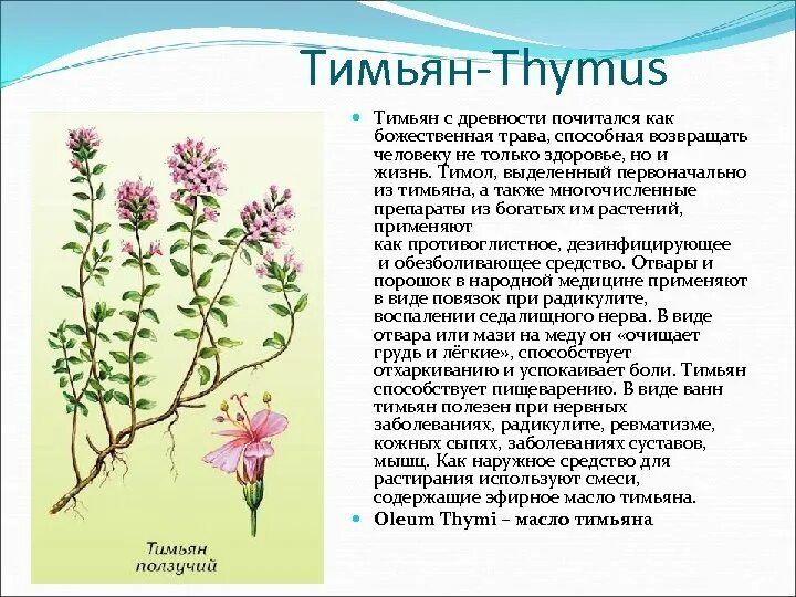 Чабрец или чабрец как правильно. Тимьян ползучий (thymus serpyllum). Тимьян (чабрец). Тимьян ползучий (thymus serpyllum 'magic carpet'). Трава тимьяна ползучего.