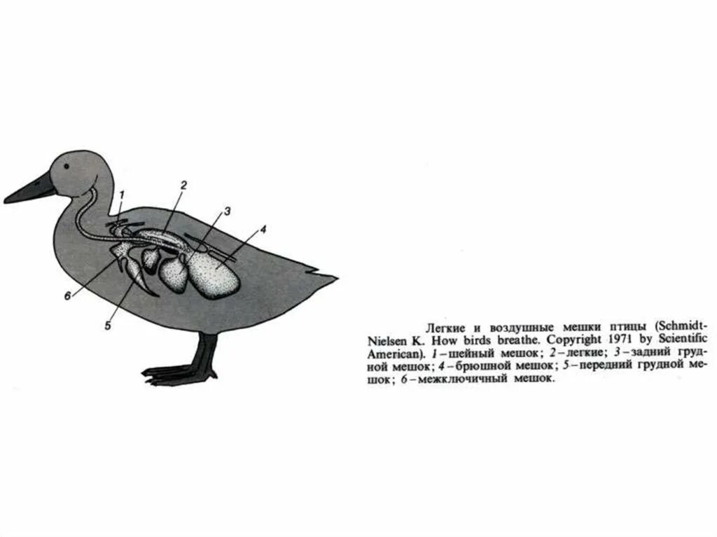 Воздушные мешки у птиц функция. Воздушные мешки у птиц. Воздушетц мешки у птиц. Легочные мешки у птиц.