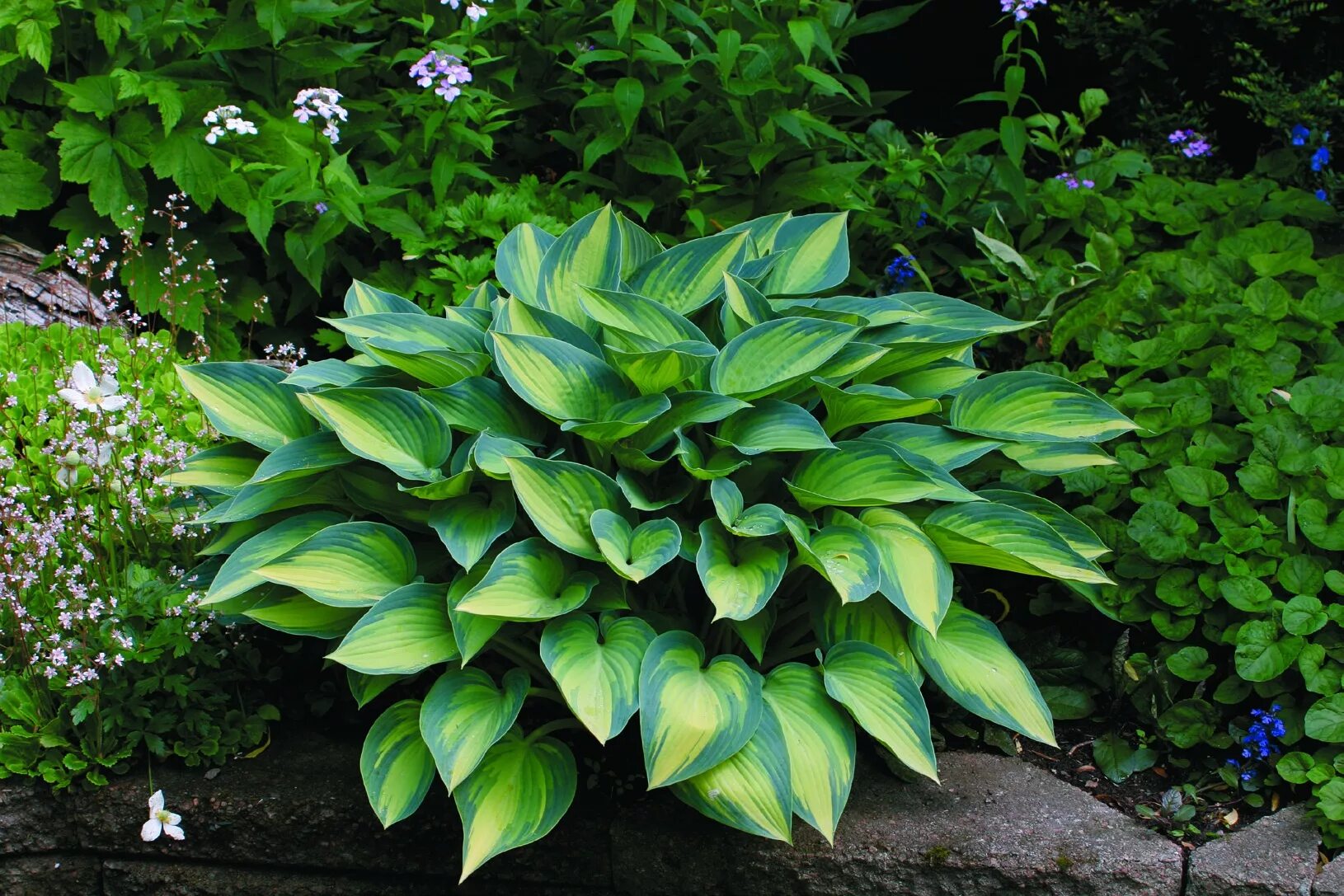 Хосты это. Хоста Hosta June. Хоста гибридная Джун. Хоста Джун 'June'. Hosta June Хоста Джун.