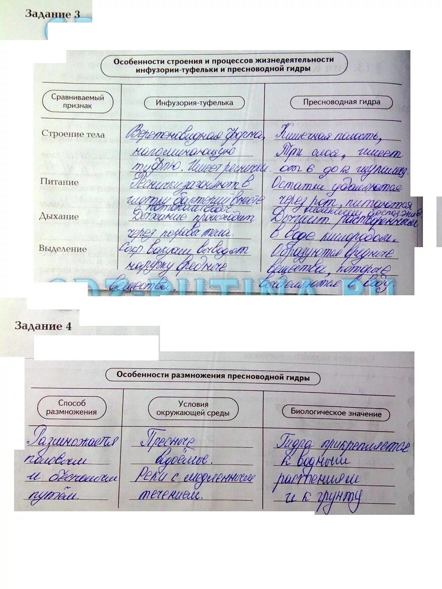 Строение и жизнедеятельность грибов