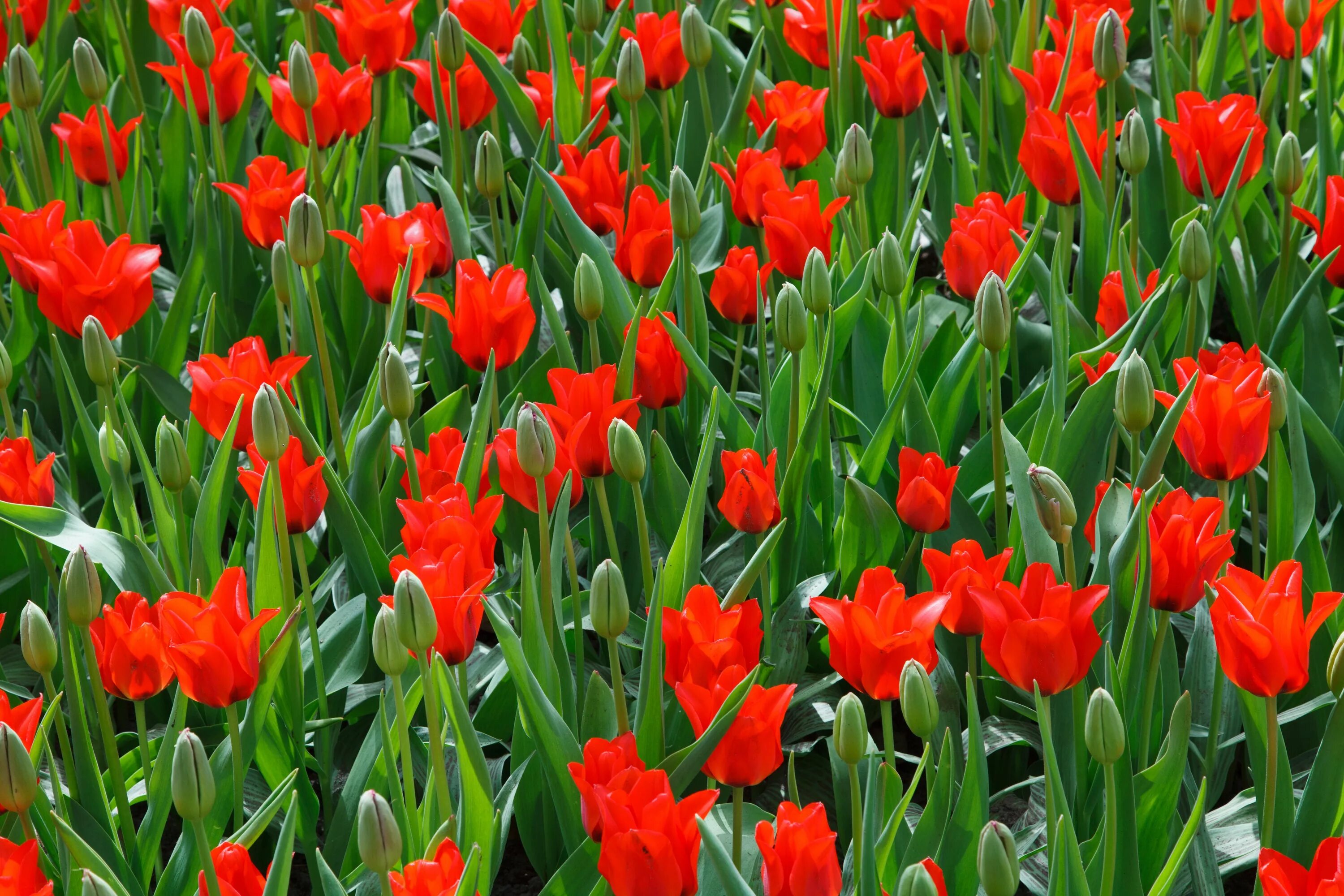 Будут ли цвести тюльпаны весной. Стамбул тюльпаны. Красные тюльпаны. Тюльпан растение. Тюльпаны крупные красные.