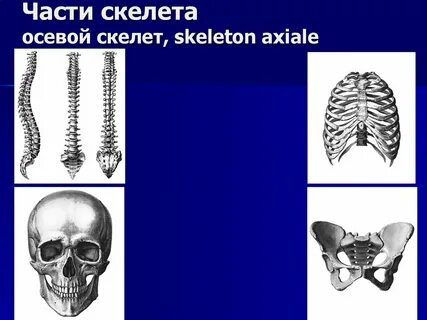 Осевой скелет хорда