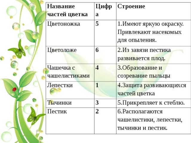 Строение цветка в таблице строение и функции. Функции частей цветка. Функции частей цветка 6 класс биология таблица. Строение цветка таблица.