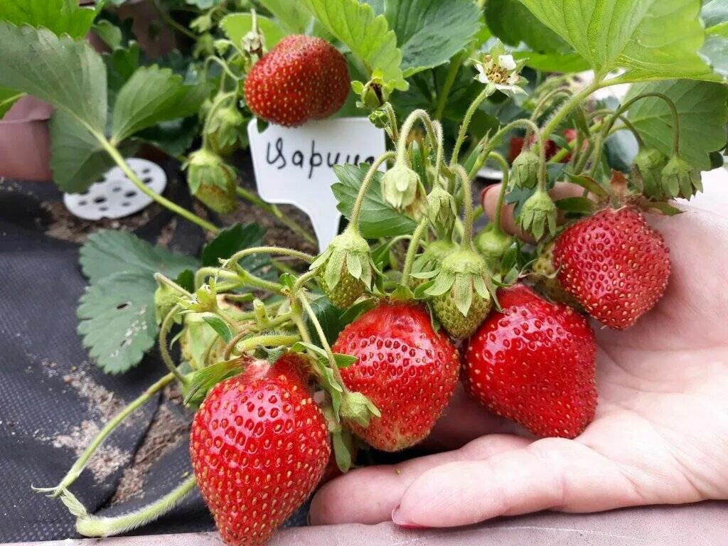 Земляника сорт форум. Клубника кокинская заря. садовая земляника сорт царица. царица клубника ремонтантная.