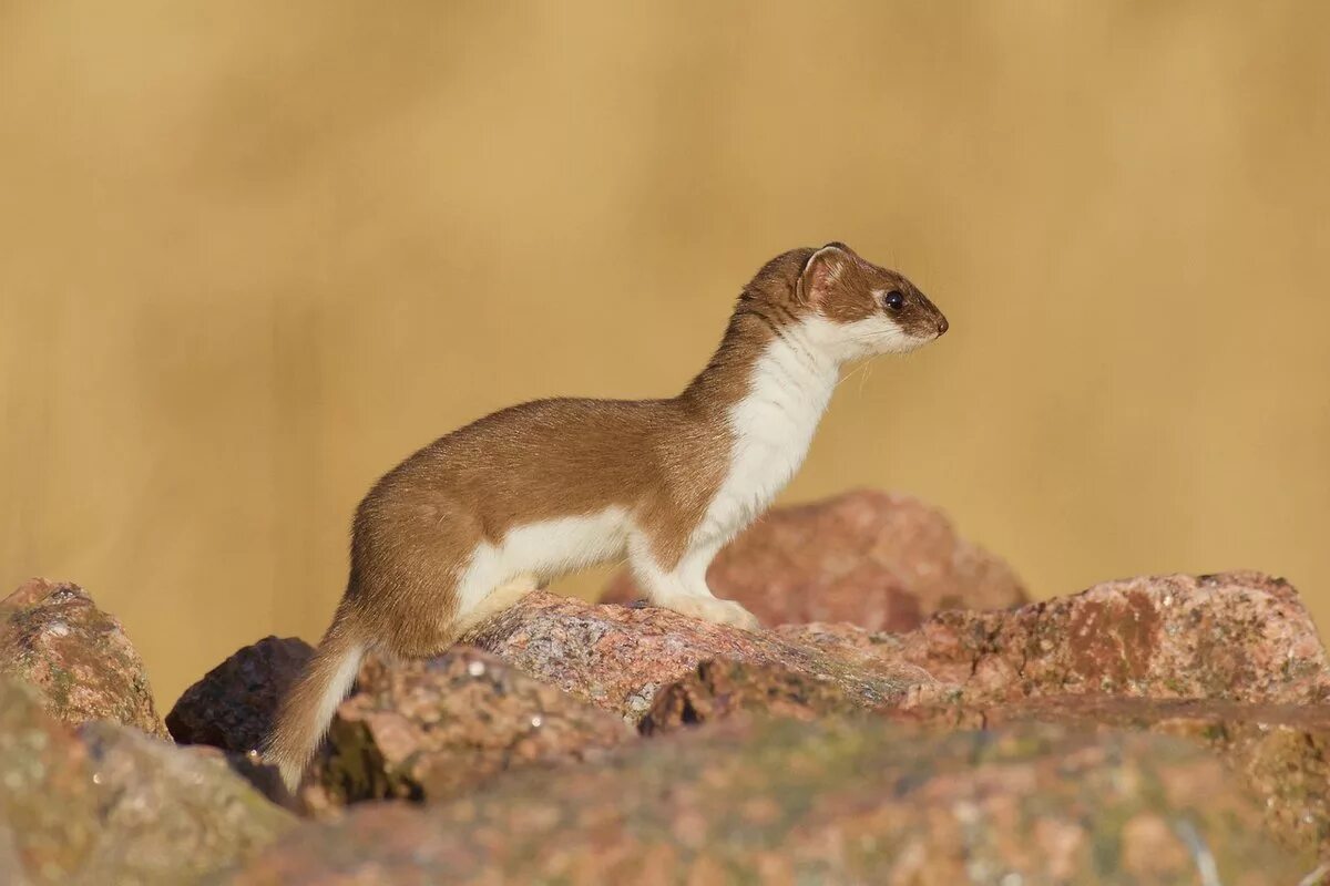 Ласка вопросов. Горностай (mustela erminea). ласка обыкновенная (mustela nivalis). восточно сибирский горностай. горностай в тайге.