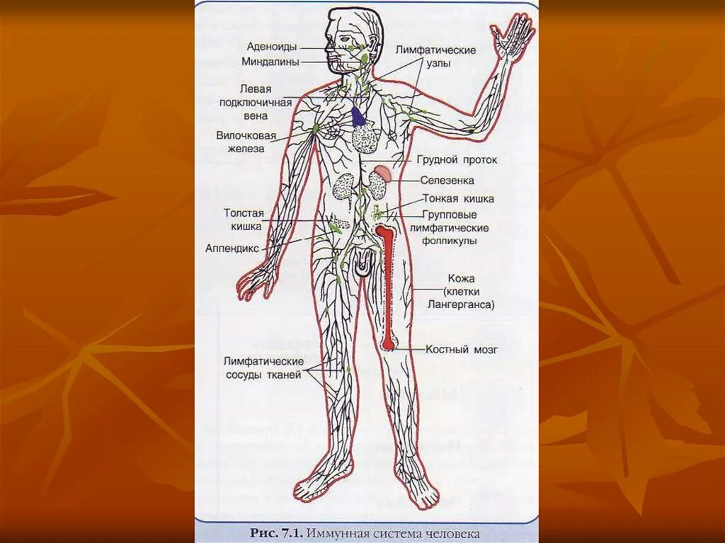 Стволы и протоки лимфатической системы. Лимфатический проток. Протоки лимфы. Право лимфатический проток. Левый грудной проток лимфатической системы.