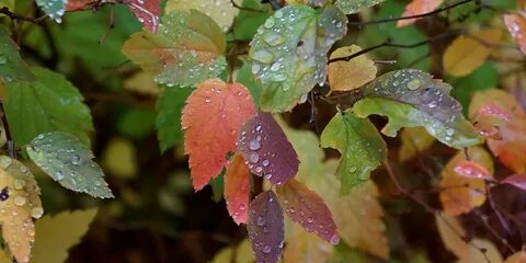 Mixed leaves