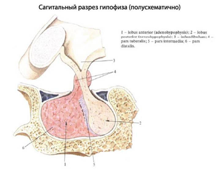 Гипофиз 3 доли. Инциденталома гипофиза. Pars tuberalis гипофиза. Гипофиз на препарате анатомия. Срез гипофиза.