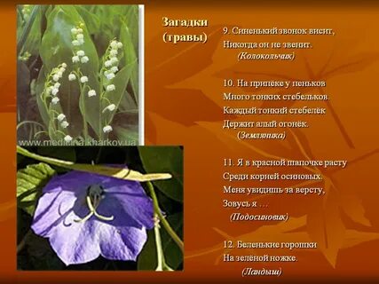 Колокольчик загадка